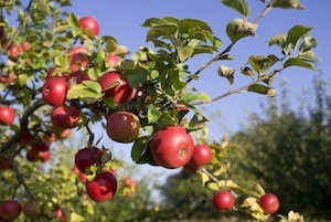 apple tree